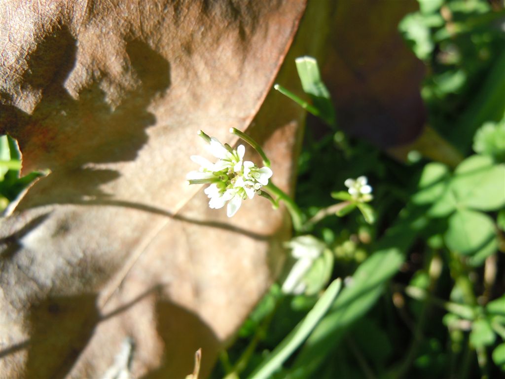 Strana piantina - Cardamine hirsuta